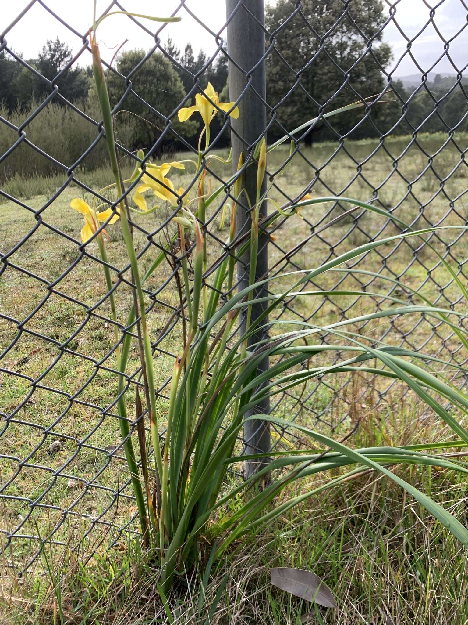 Image of Large yellow moraea