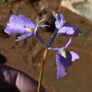 Image of Moraea grandis Goldblatt & J. C. Manning