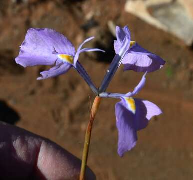 Image of Moraea grandis Goldblatt & J. C. Manning