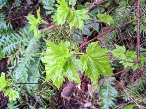 Image of Douglas maple