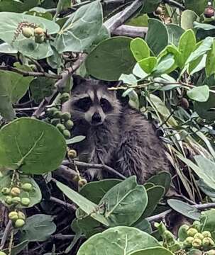 Image of Procyon lotor auspicatus Nelson 1930