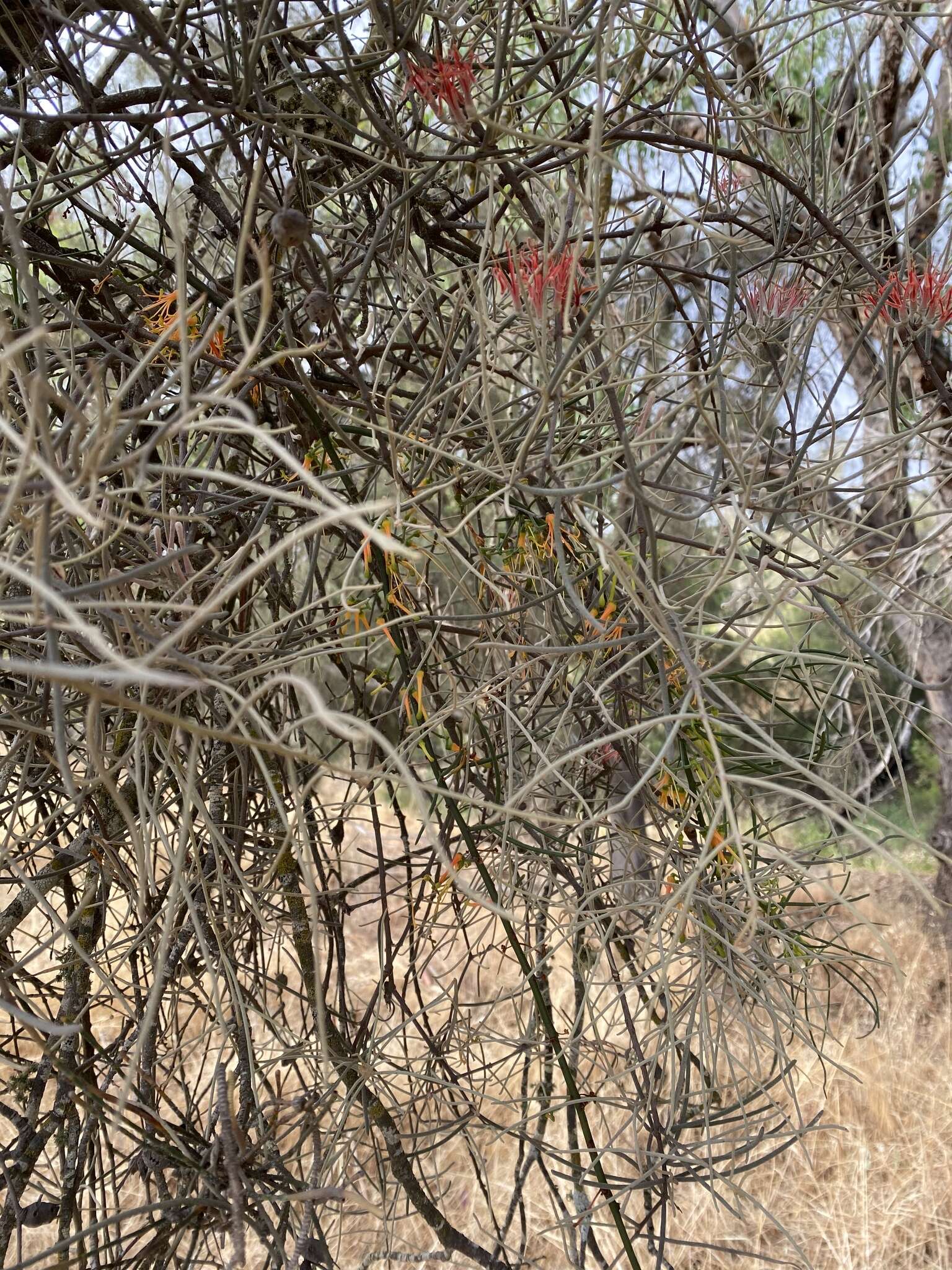 Image of Amyema linophylla (Fenzl) Tieghem