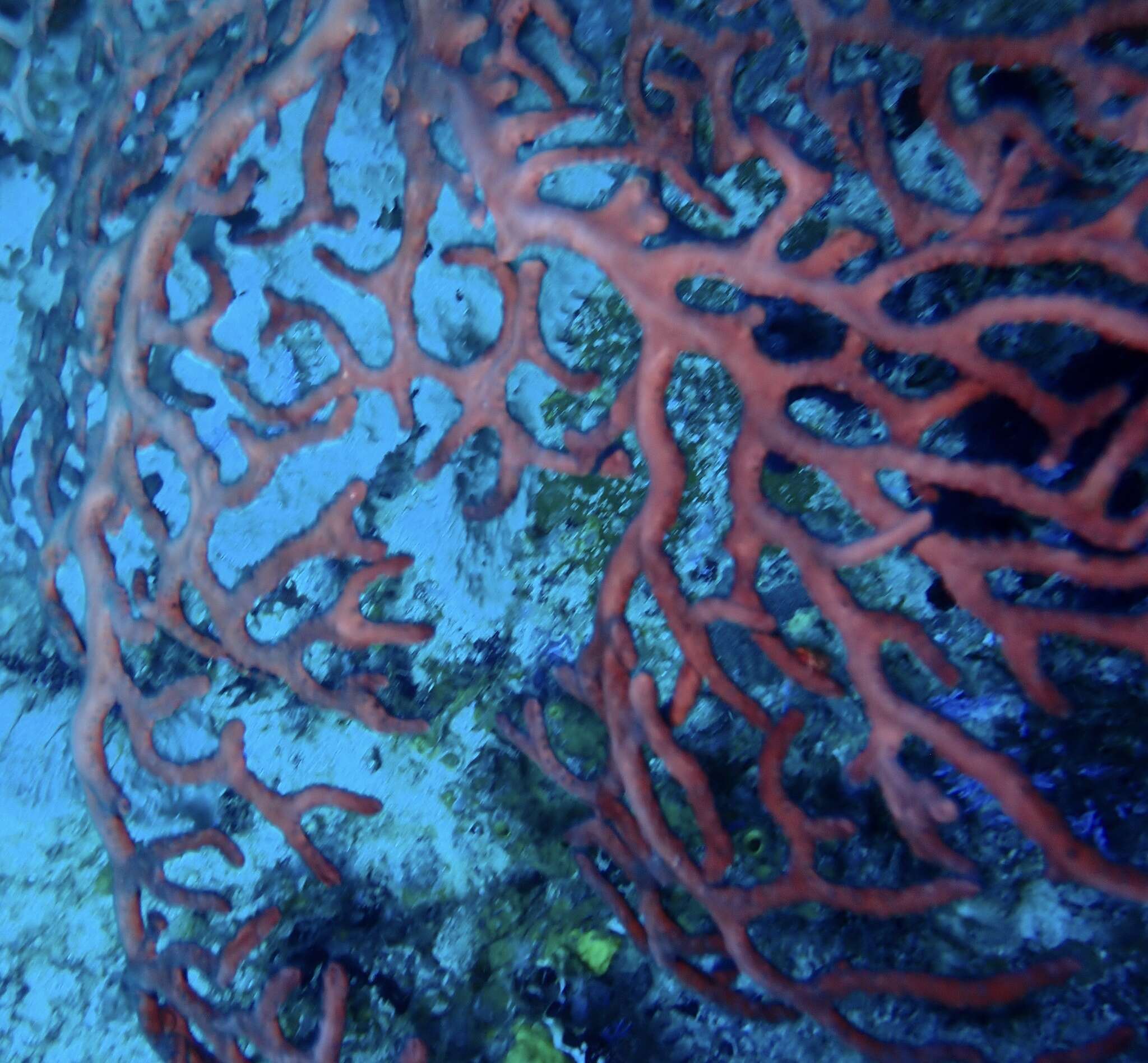 Image of Black Sea fan