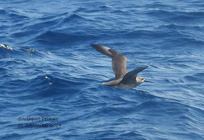 Image of Kermadec Petrel