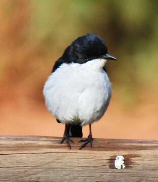 Image of Fiscal Flycatcher