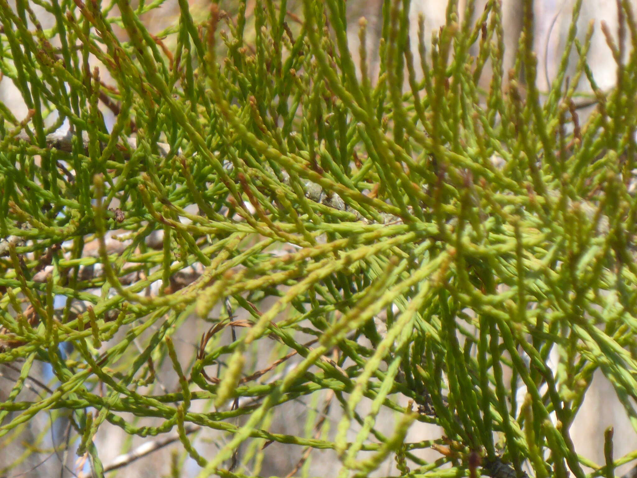 Image de Taxodium distichum var. imbricarium (Nutt.) Sarg.