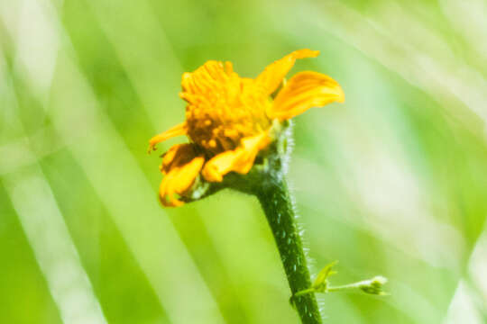 Слика од Tithonia thurberi A. Gray