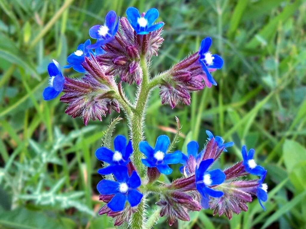 Image of Italian bugloss