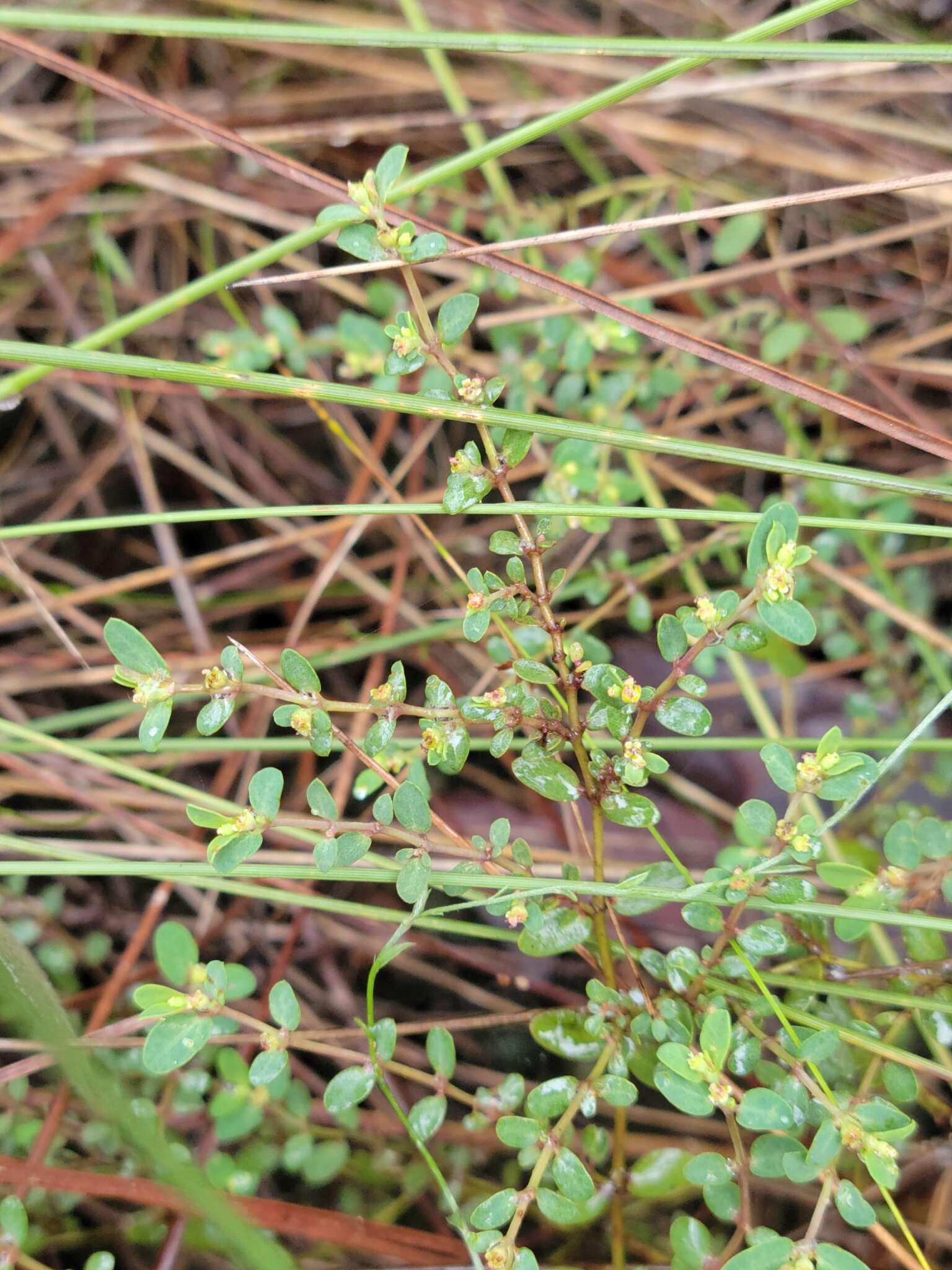 Слика од Euphorbia porteriana (Small) Oudejans