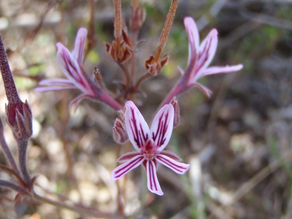 Image of Pelargonium caledonicum L. Bolus