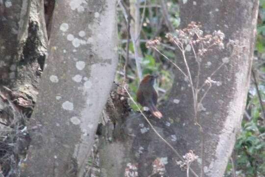 Image of Azara's Spinetail