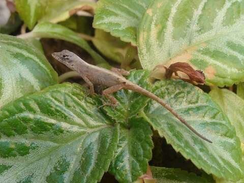 Image of Anolis unilobatus Köhler & Vesely 2010