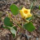 Sivun Oxalis cordata A. St.-Hil. kuva