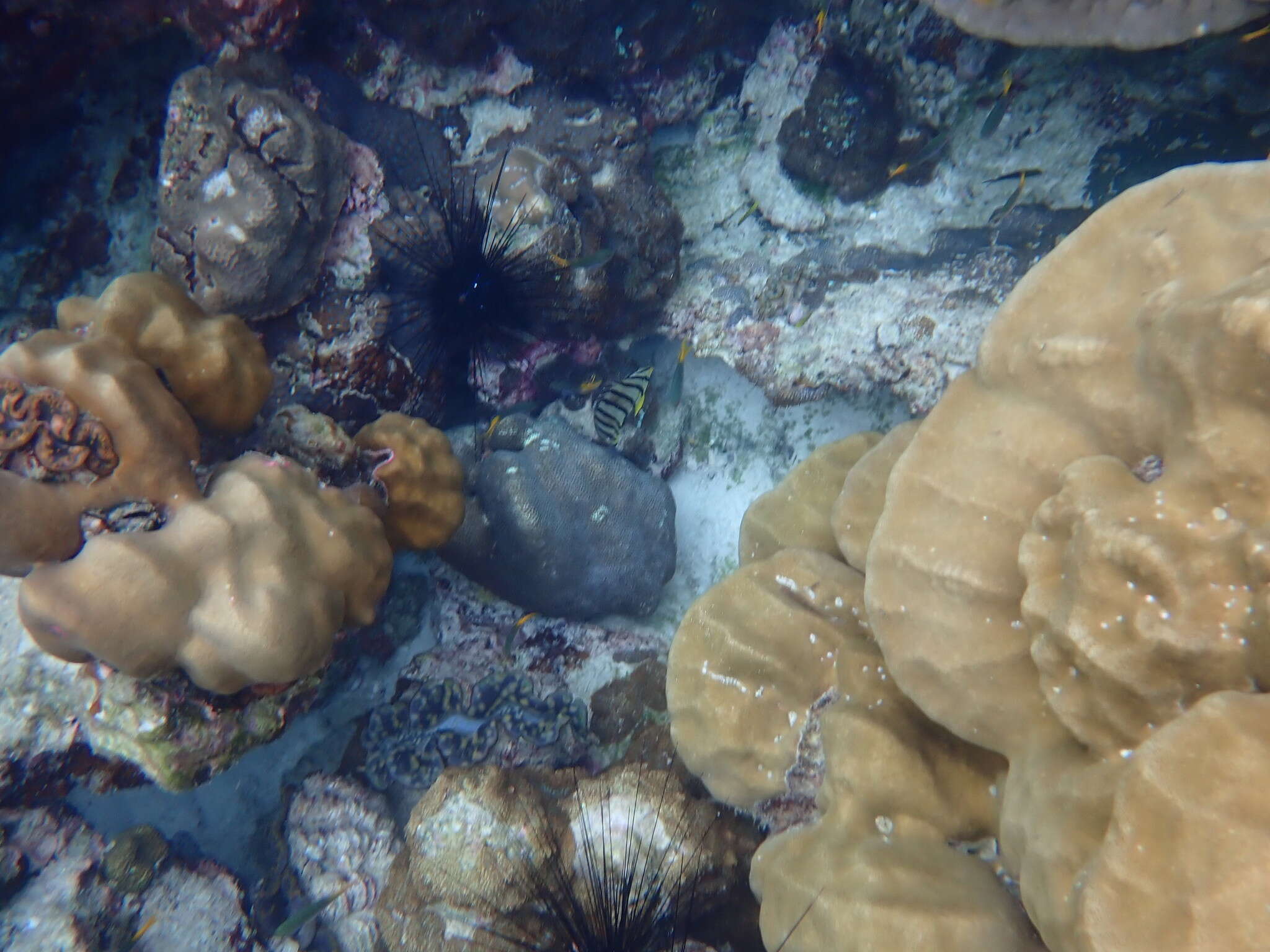 Image of Eight Banded Butterflyfish