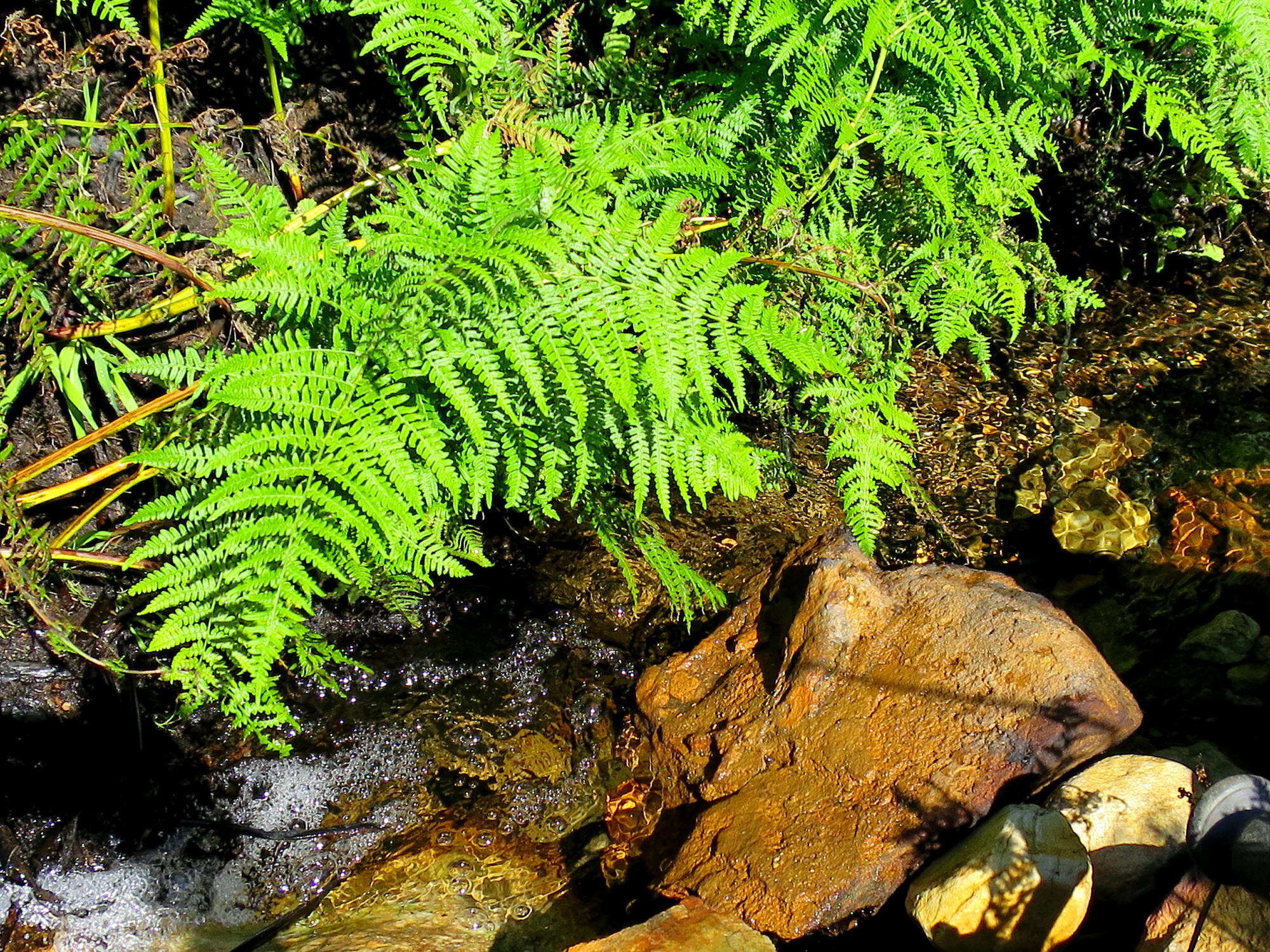 Image of Bracken