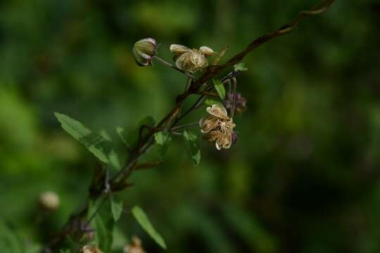 Image of Gaya minutiflora Rose