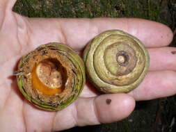 Imagem de Quercus lamellosa Sm.