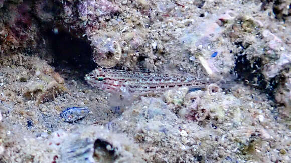 Image of Sarato's Goby