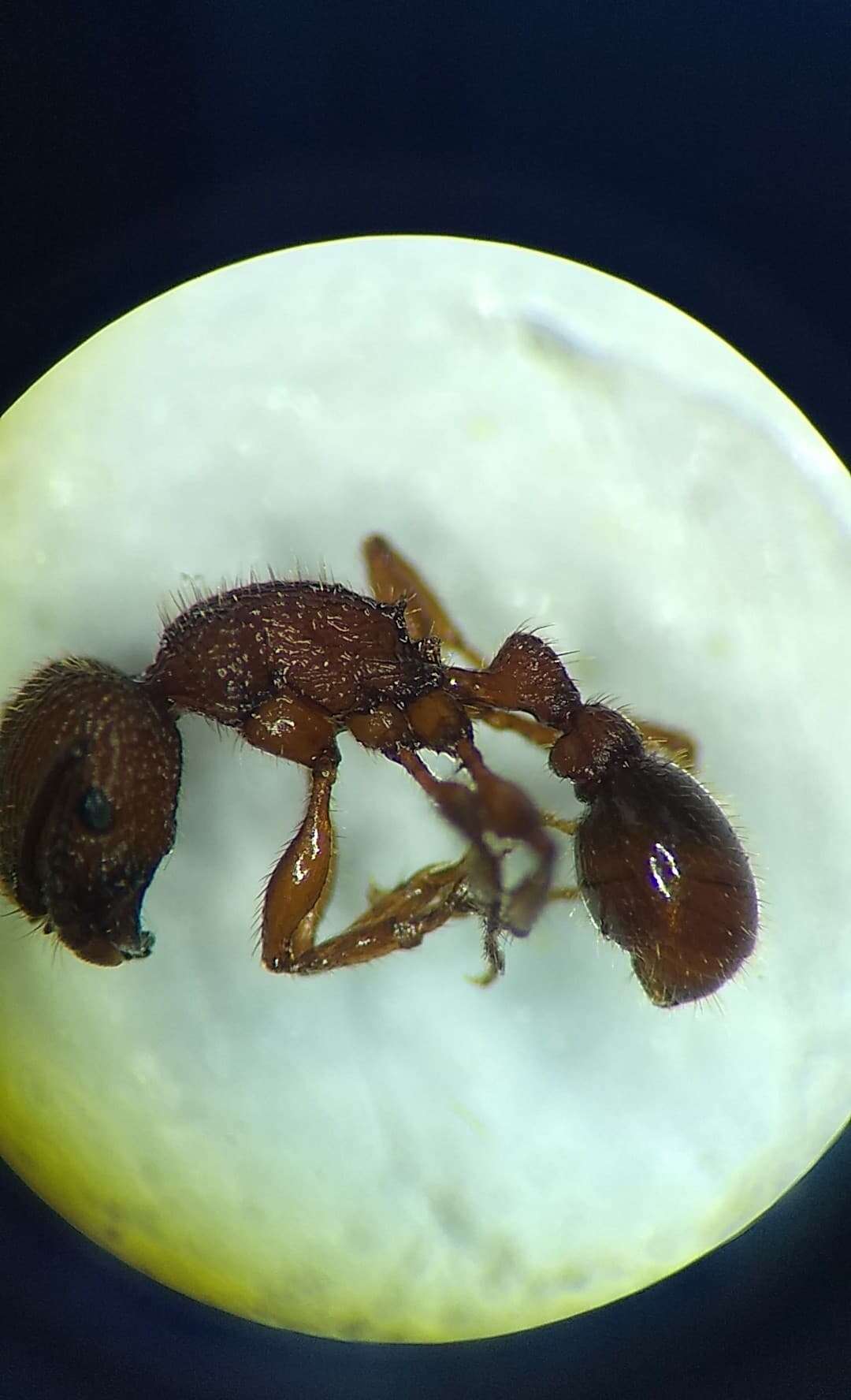 Image of Pogonomyrmex imberbiculus Wheeler 1902