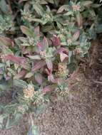 Image of Ball Saltbush