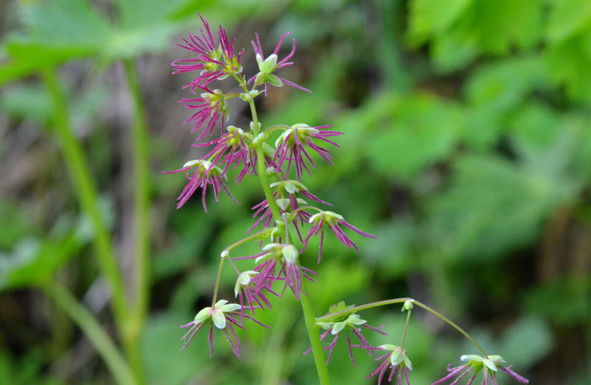 Слика од Thalictrum occidentale A. Gray