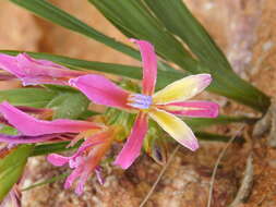 Image of Babiana pilosa G. J. Lewis