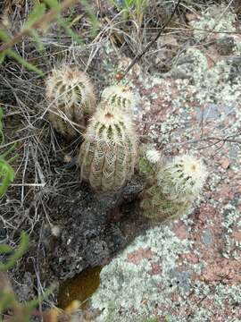 Image of Echinocereus reichenbachii subsp. caespitosus