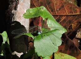 Image of Blue-faced Meadowhawk