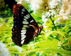 Image of Limenitis lorquini burrisoni Maynard 1891