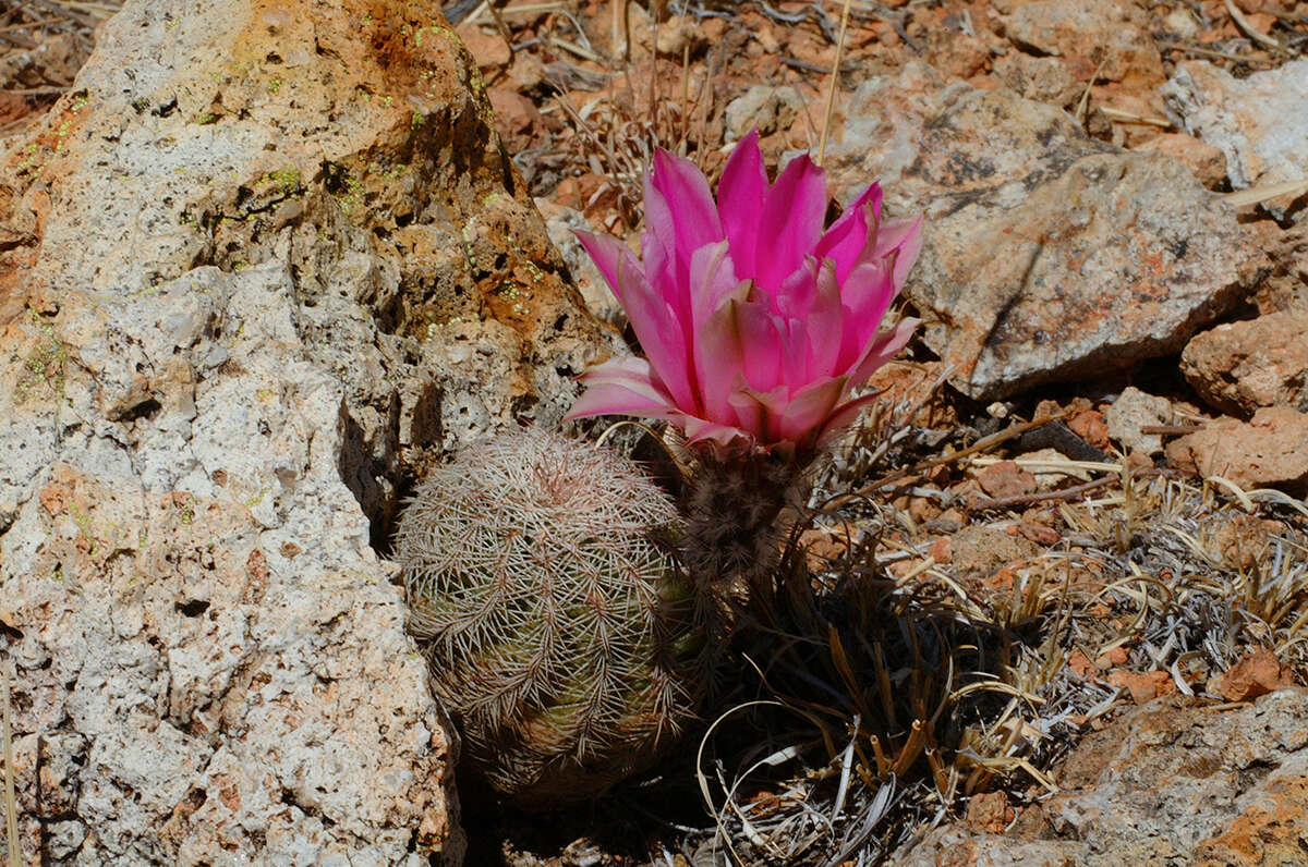 Image of Echinocereus schereri G. Frank