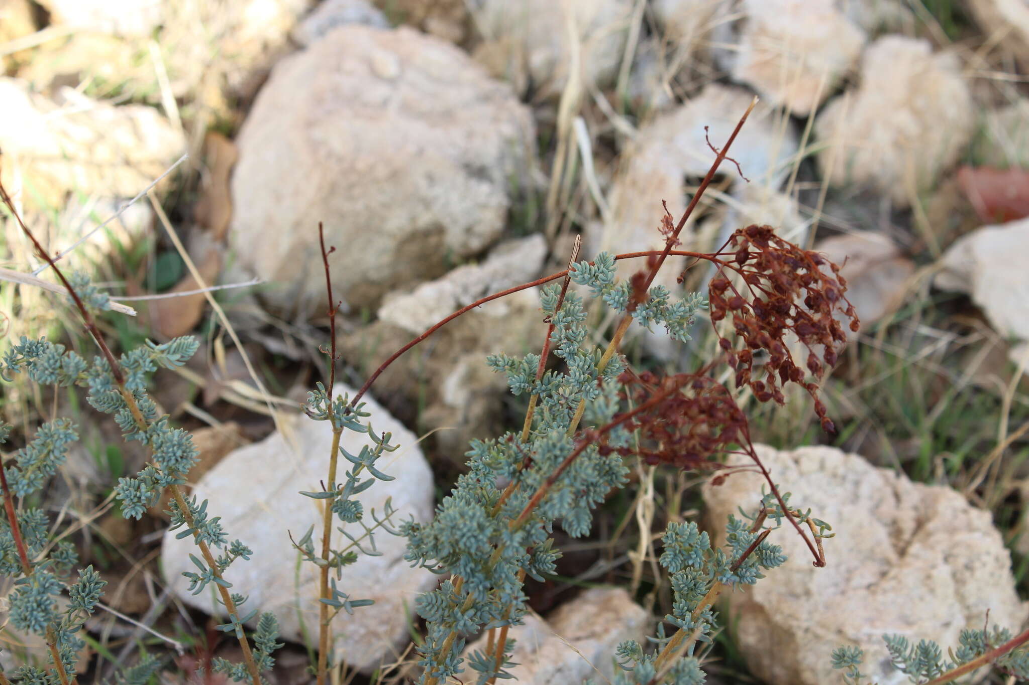 Image of Hypericum scabrum L.