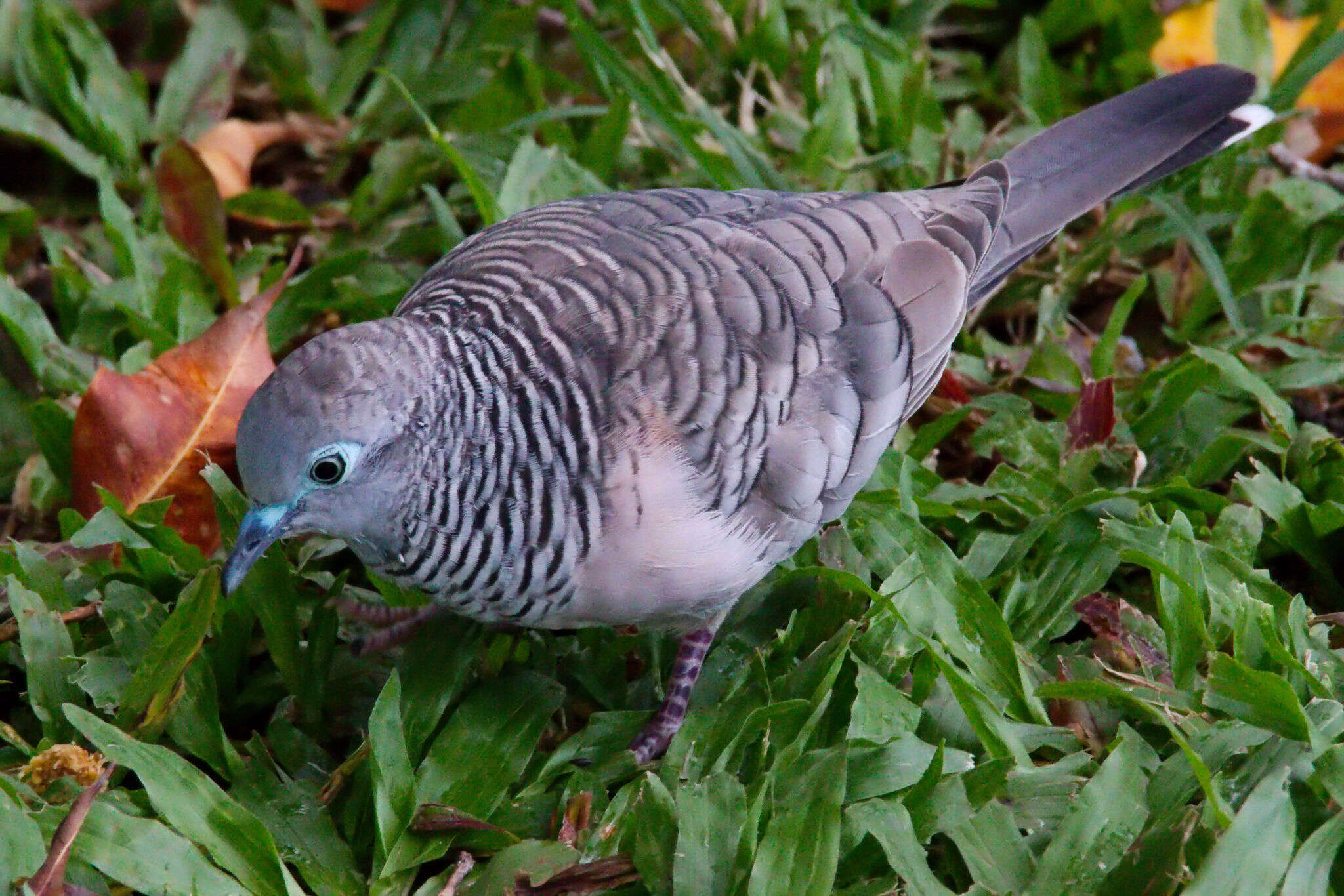 Image of Peaceful Dove