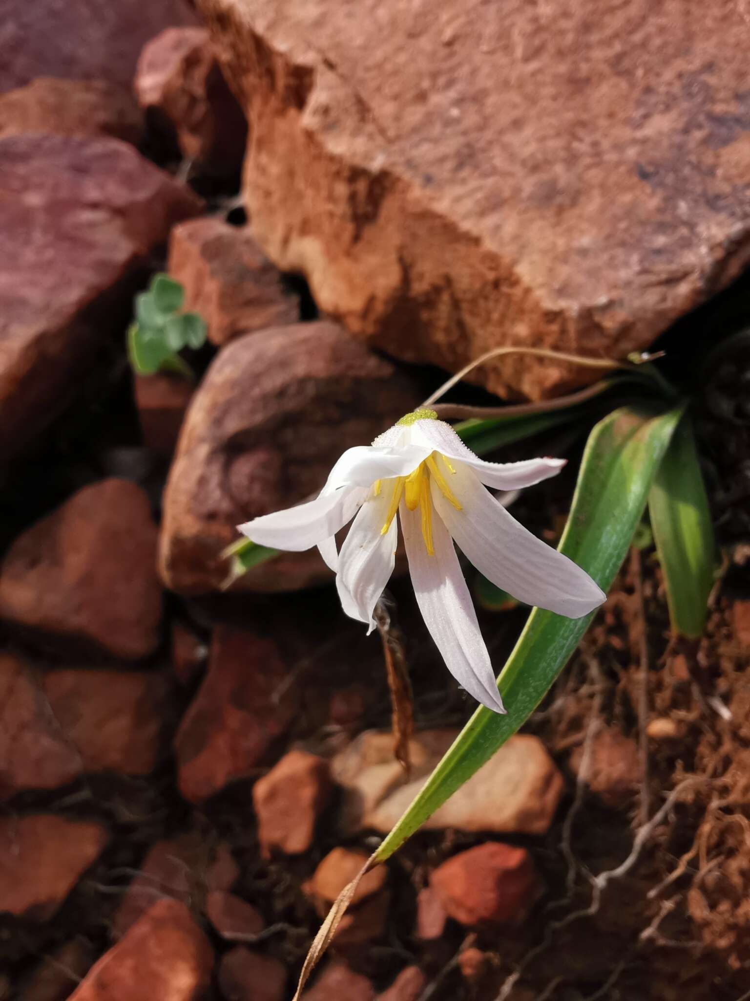 Image of Xerophyta schlechteri (Baker) N. L. Menezes