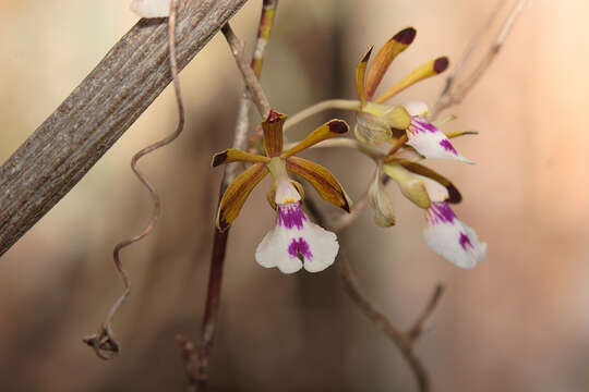 Image de Psychilis dodii Sauleda