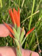 Image of Castilleja minor var. exilis (A. Nelson) J. M. Egger