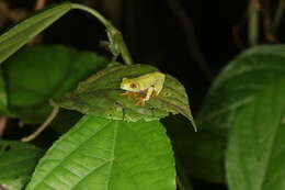 Image of Misfit Leaf Frog