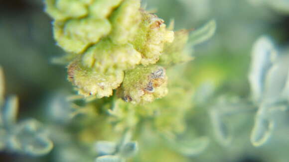 Image of skeletonleaf bur ragweed