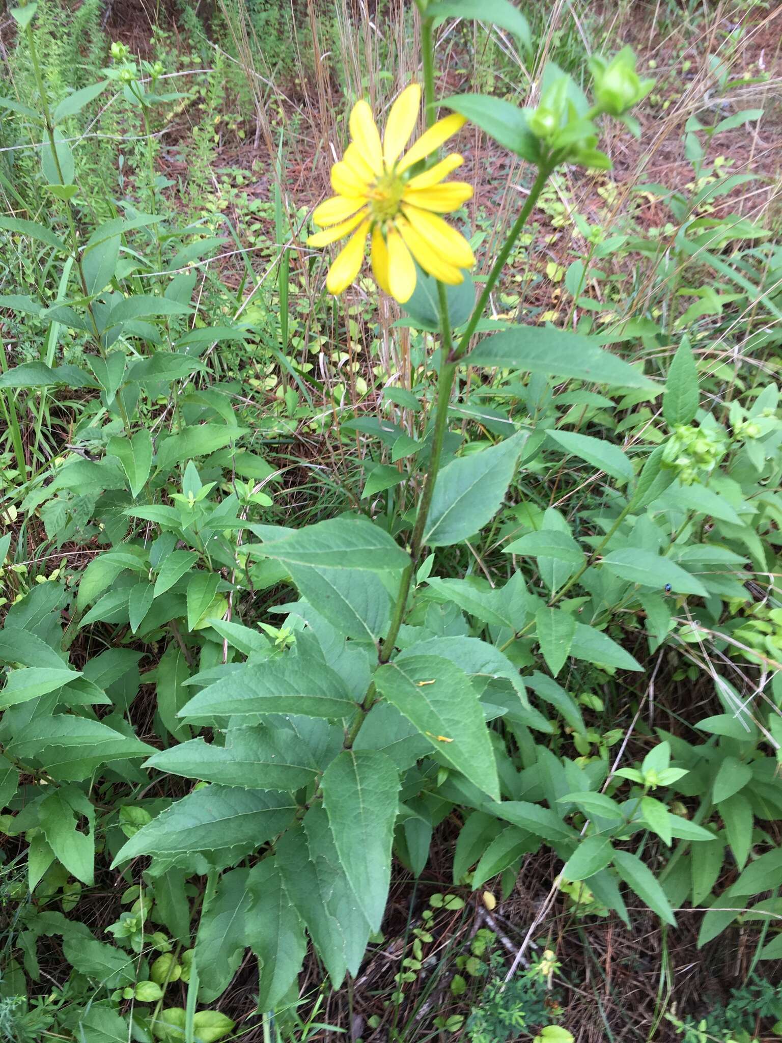 Image de Silphium asteriscus L.