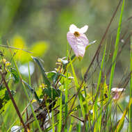 Image of Dalechampia schippii Standl.