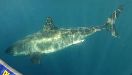 Image of Carcharodon