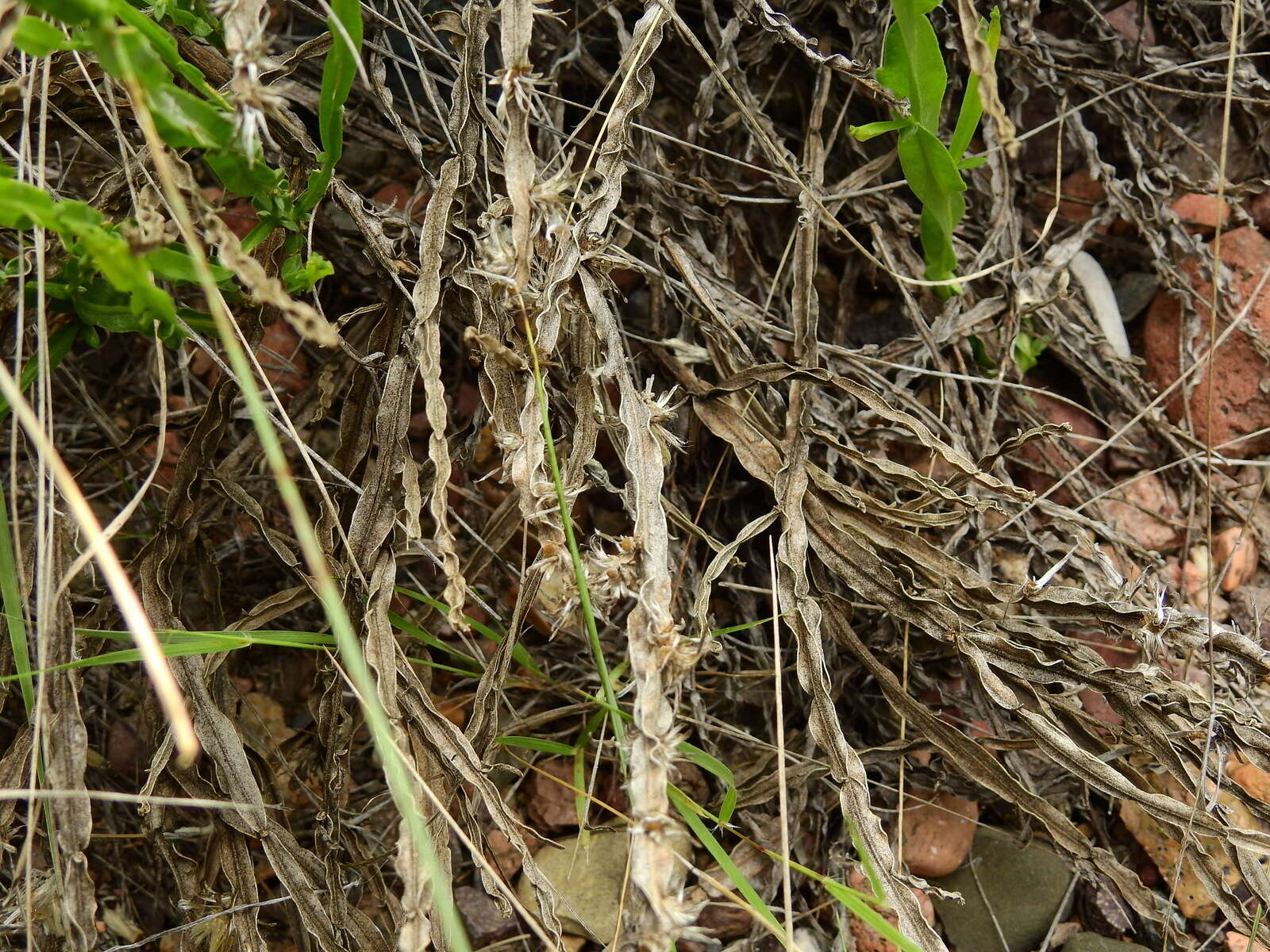 Image of Baccharis crispa Spreng.