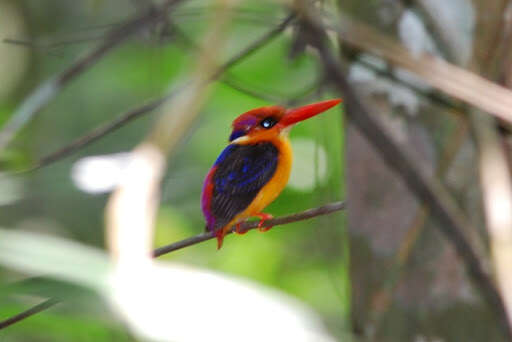 Image of Black-backed Kingfisher