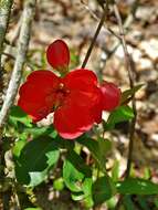 Image of flowering quince