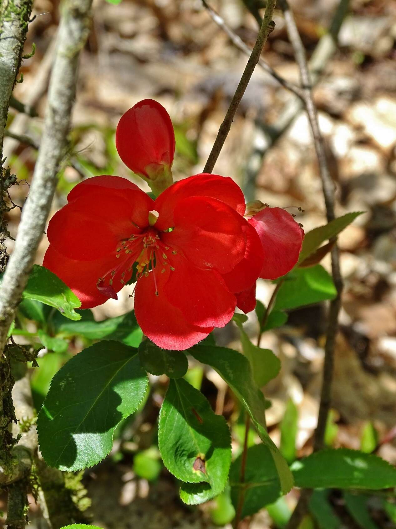 Image of flowering quince