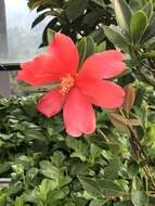 Image of Camellia azalea C. F. Wei