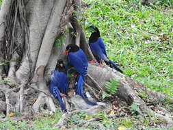 صورة Urocissa caerulea Gould 1863