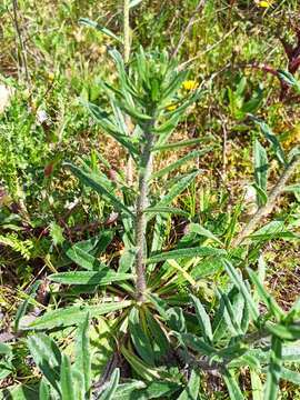 Image of Echium tuberculatum Hoffmanns. & Link