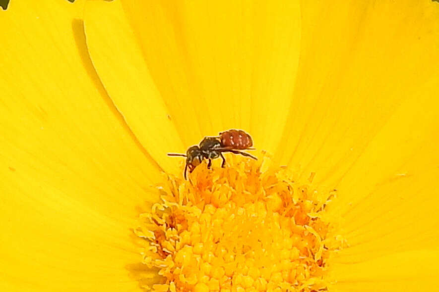 Image of Holcopasites calliopsidis calliopsidis (Linsley 1943)