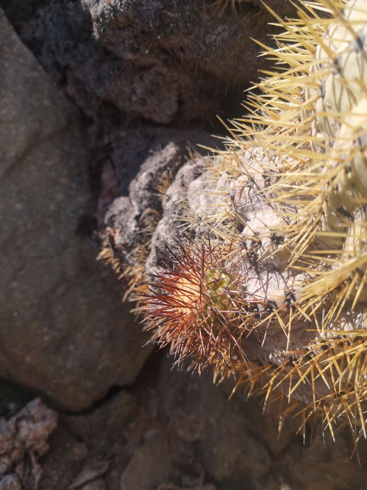 Image of Copiapoa longistaminea F. Ritter