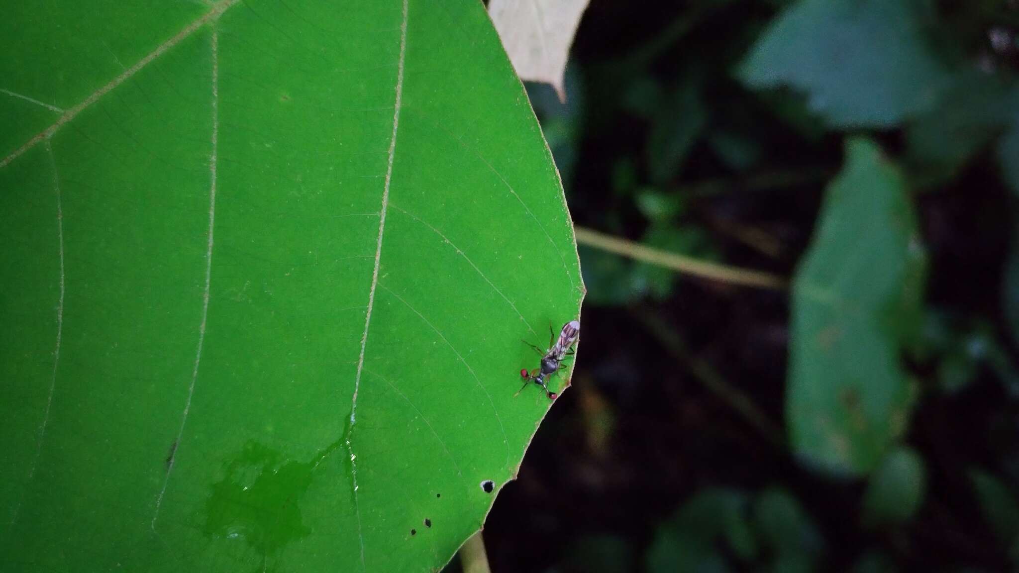 Teleopsis quadriguttata (Walker 1856)的圖片